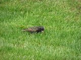 European Starling